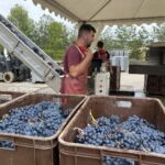 Det var mitt i skörden på Bodegas Roda i byn Haro i Rioja Alta Det var mitt i skörden på Bodegas Roda i byn Haro i Rioja Alta