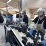 Minutiös sortering hos Rémirez de Ganuza där man skiljer på de översta druvorna på klasen mot de understa, då man menar att de översta druvorna får mer solexponering och kraft Minutiös sortering hos Rémirez de Ganuza där man skiljer på de översta druvorna på klasen mot de understa, då man menar att de översta druvorna får mer solexponering och kraft
