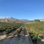 Vinfältet El Puntido med bergskedjan Sierra Cantabria i bakgrunden Vinfältet El Puntido med bergskedjan Sierra Cantabria i bakgrunden