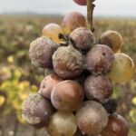 Botrytis-angripna druvor på Chateau Coutet i Barsac-Sauternes Botrytis-angripna druvor på Chateau Coutet i Barsac-Sauternes