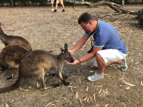 hungrig känguru på Kangaroo Island