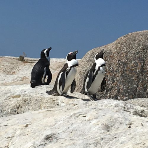 En skönt dopp med Jackass penguins på Boulders Beach