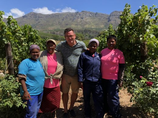 Dags för skörd av Sauvignon Blanc på Buitenverwachting i Constantia