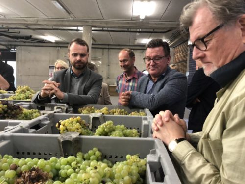 Skörden av den gröna druvan Viura startade i tisdags på BaiGorri i Rioja Alavesa. Min vän Mattias Lange var som vanligt en utmärkt värd
