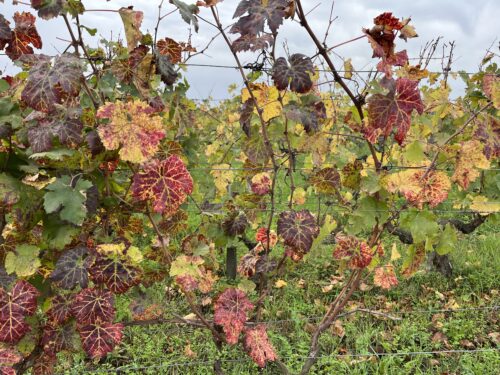 Vackra höstfärger i St.-Emilion