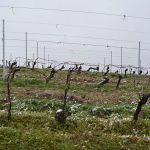 Piemonte