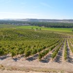Mat- och vinresa till Ribera del Duero & Madrid