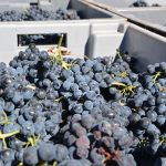 Ribera del Duero