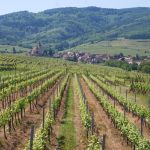 Alsace 2012