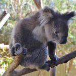 Australien och Nya Zeeland