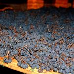Torkade Corvinadruvor till en härlig Recioto della Valpolicella