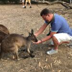 hungrig känguru på Kangaroo Island hungrig känguru på Kangaroo Island