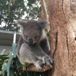 koala björn på Kangaroo Island Wild Life Park koala björn på Kangaroo Island Wild Life Park