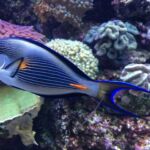 Besök på det fantastiska akvariet på Sentosa Island i Singapore Besök på det fantastiska akvariet på Sentosa Island i Singapore