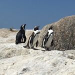 En skönt dopp med Jackass penguins på Boulders Beach En skönt dopp med Jackass penguins på Boulders Beach