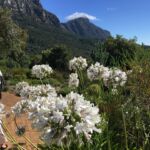 IKirstenbosch Botancic Garden IKirstenbosch Botancic Garden