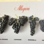 De mest framträdande druvsorterna i Valpolicella De mest framträdande druvsorterna i Valpolicella