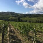 Vinodlingar i San Gimignano Vinodlingar i San Gimignano