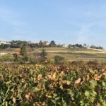 Saint-Emilion "Cote" med b.l.a Chateau Ausone längst till höger Saint-Emilion "Cote" med b.l.a Chateau Ausone längst till höger