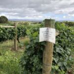 I Yarra Valley är man rädd att bli drabbad av vinlusen och förbjuder sina besökare att beträda deras historiskt viktiga gamla odlingar I Yarra Valley är man rädd att bli drabbad av vinlusen och förbjuder sina besökare att beträda deras historiskt viktiga gamla odlingar