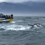 I Kaikoura var vi på valsafari, där vi stötte på en bjässe på säkert 12 meter I Kaikoura var vi på valsafari, där vi stötte på en bjässe på säkert 12 meter