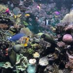 Akvariet på Sentosa Island i Singapore är ett måste Akvariet på Sentosa Island i Singapore är ett måste