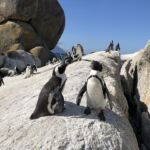 Efter besök på Cape Point badade vi med pingvinerna på Boulders Beach nära Simon´s Town Efter besök på Cape Point badade vi med pingvinerna på Boulders Beach nära Simon´s Town