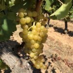 Solmogna Muscatdruvor på Klein Constantia som ger det underbara vinet Vin de Constance dess karaktär Solmogna Muscatdruvor på Klein Constantia som ger det underbara vinet Vin de Constance dess karaktär