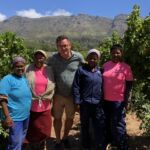 Dags för skörd av Sauvignon Blanc på Buitenverwachting i Constantia Dags för skörd av Sauvignon Blanc på Buitenverwachting i Constantia