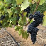 Solmogna Cabernet Sauvignon druvor på Rust En Vrede i Stellenbosch Solmogna Cabernet Sauvignon druvor på Rust En Vrede i Stellenbosch