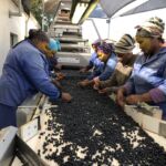 Sortering av nyskördade Merlotdruvor på Hartenberg Wine Estate i Stellenbosch Sortering av nyskördade Merlotdruvor på Hartenberg Wine Estate i Stellenbosch
