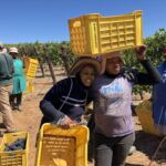 Skörd på Hartenberg Skörd på Hartenberg