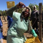 God stämning ute på vinfältet på Hartenberg God stämning ute på vinfältet på Hartenberg