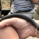 En liten tusenfoting En liten tusenfoting