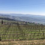 Utsikt över Allegrini´s fält "La Grola" i Valpolicella Superiore Utsikt över Allegrini´s fält "La Grola" i Valpolicella Superiore