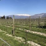 La Poja med sina 2 hektar planterad med Corvina La Poja med sina 2 hektar planterad med Corvina