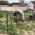 Arbete ute på det unika fältet som tillhör Bollinger där man får druvorna till Vieilles Vignes Francais. Ett fält som inte angreps av vinlusen 1875 Arbete ute på det unika fältet som tillhör Bollinger där man får druvorna till Vieilles Vignes Francais. Ett fält som inte angreps av vinlusen 1875
