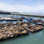 Sjölejonen vilar sig vid Pier 39 Sjölejonen vilar sig vid Pier 39