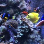 Besök på San Francisco Sea Aquarium Besök på San Francisco Sea Aquarium