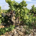 En gammal Grenacheranka som växer på ett fält täckt med galette-stenar En gammal Grenacheranka som växer på ett fält täckt med galette-stenar