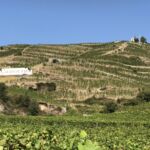 Ett av världens mest historiska vinplatser... Hermitage Ett av världens mest historiska vinplatser... Hermitage