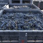 Nyskördade druvor hos Delas i St.-Jean de Muzols Nyskördade druvor hos Delas i St.-Jean de Muzols