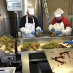 Sortering av Viuradruvor på Bodegas Rémirez de Ganuza Sortering av Viuradruvor på Bodegas Rémirez de Ganuza