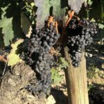 Tempranillodruvor som snart är redo för att plockas Tempranillodruvor som snart är redo för att plockas