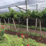 Malbecrankor hos Zuccardi i Mendoza Malbecrankor hos Zuccardi i Mendoza