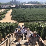 Tuff promenad i 37gradig värme på vingården Errazuriz i Aconcagua Valley - Chile Tuff promenad i 37gradig värme på vingården Errazuriz i Aconcagua Valley - Chile