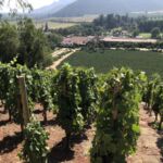 Vingården Errazuriz i Aconcagua Valley Vingården Errazuriz i Aconcagua Valley