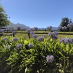 Vackert på Spier Hotel i Stellenbosch Vackert på Spier Hotel i Stellenbosch