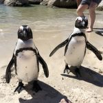 Jackass penguins på Boulders Beach, som gillade att simma med oss Jackass penguins på Boulders Beach, som gillade att simma med oss