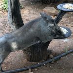 Pumba bär sig svinaktigt åt vid fågelbordet på Tshukudu Game Lodge Pumba bär sig svinaktigt åt vid fågelbordet på Tshukudu Game Lodge